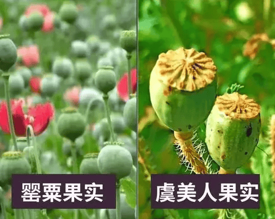 罂粟和虞美人区别图片