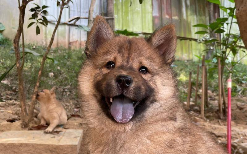 中国"唐狗"出圈世界赛,这四种中华田园犬近乎完美,却无人问津