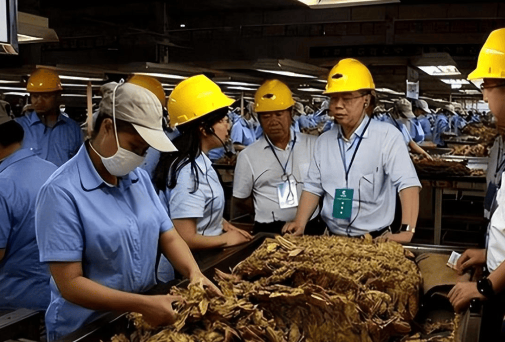 交税最多的烟草公司亏损原因揭秘,有员工10年公积金高达96万