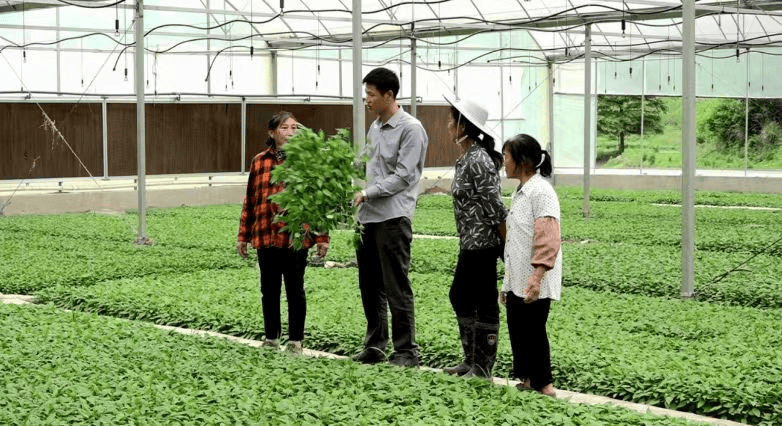 【关注】遵义"乡村ceo" :人才与乡村的双向奔赴