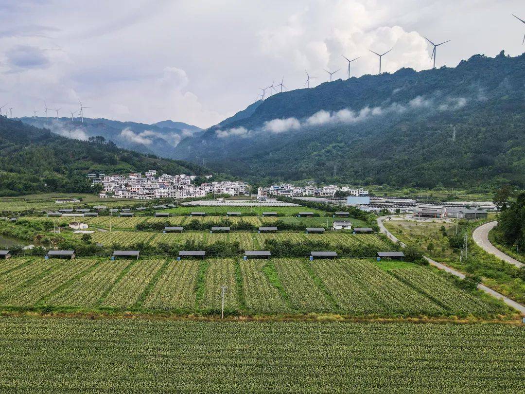 【亮点】广西马山:"小种子"种出"大文章"