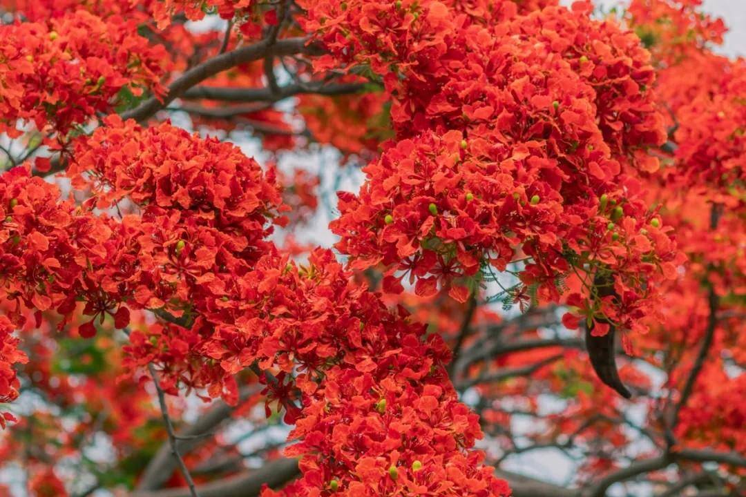 看完蓝花楹,你不去赏一下开遍云南的红花楹?