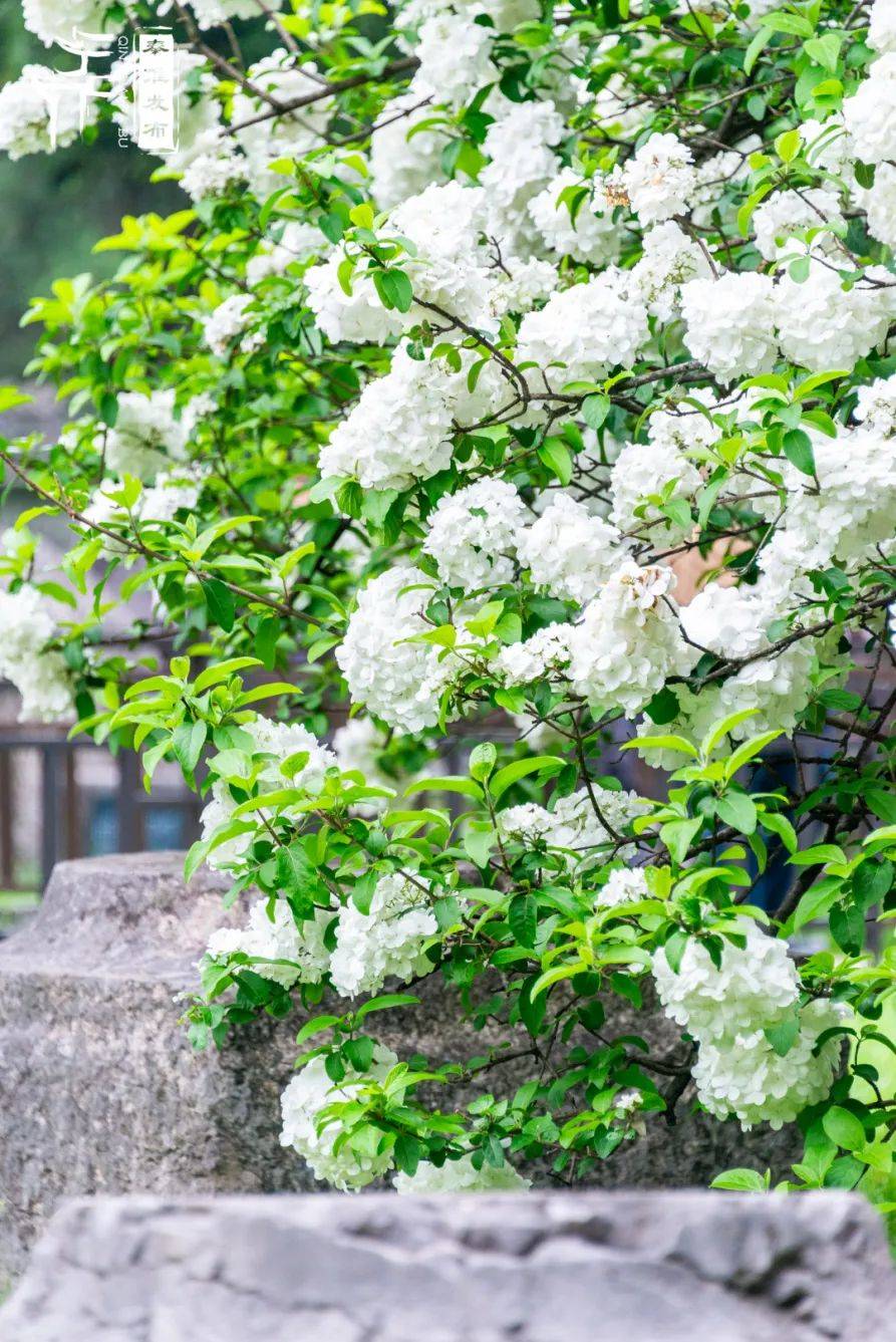 名绣球花又称八仙花绣球花迎来高光时刻午朝门公园内天气渐热关注我们