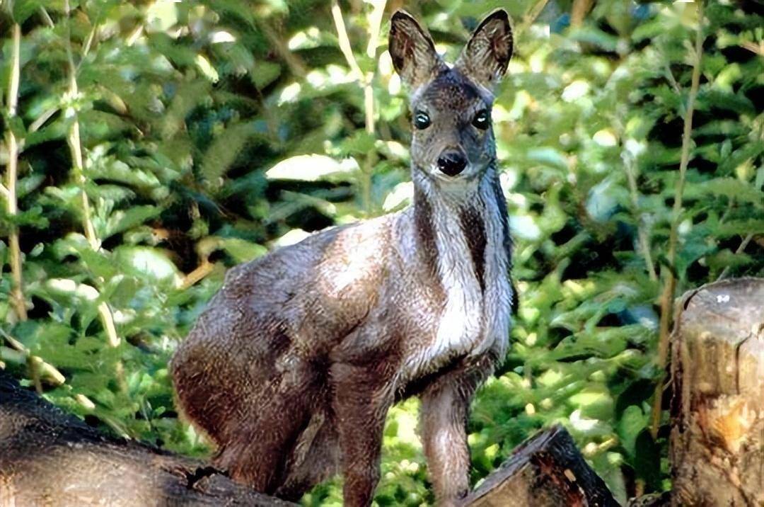 麝香_东北_伴侣