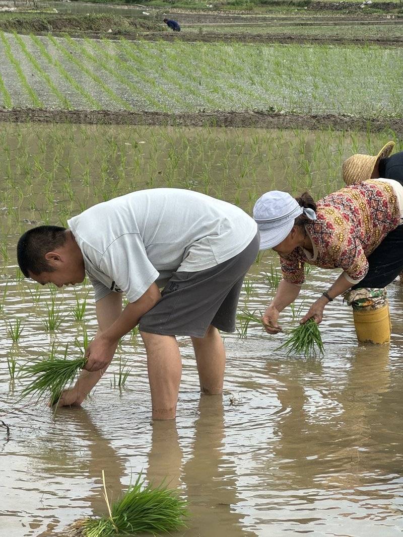 仁怀茅坝镇 农忙时节好风光 邻里互帮插秧忙