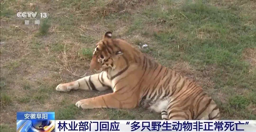 "动物园20只东北虎死亡",当地通报涉事动物园情况