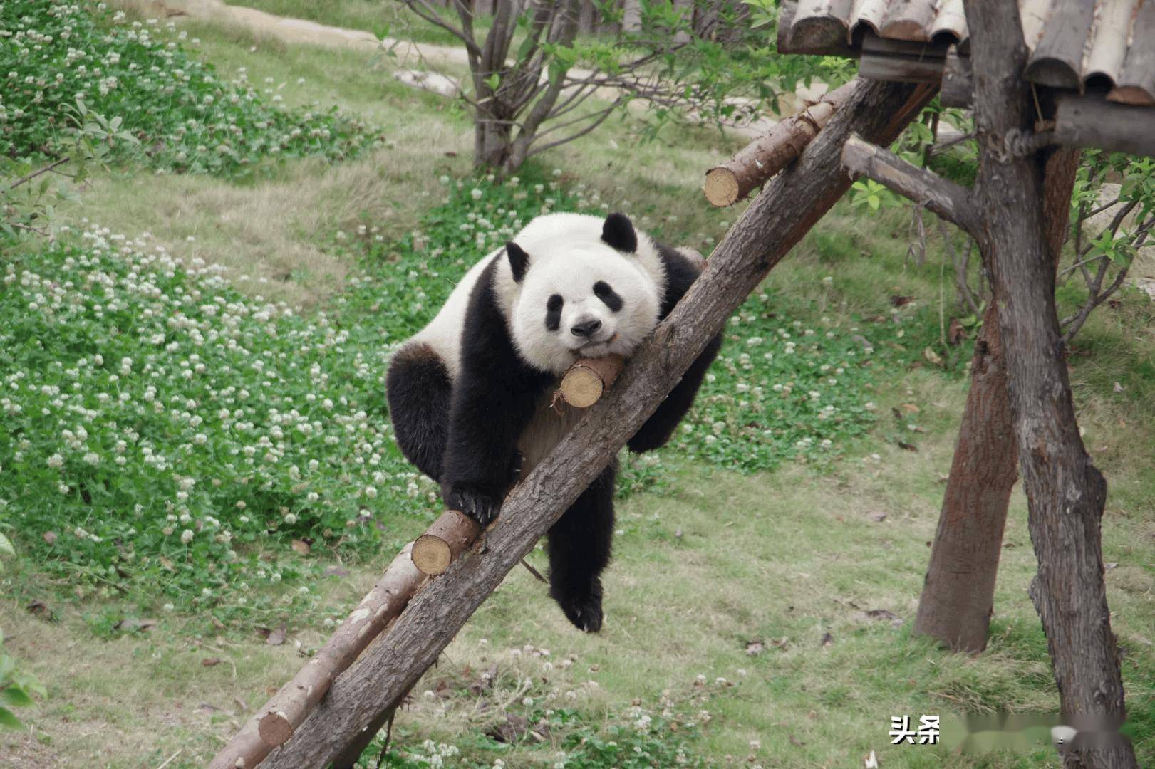 我个人感觉,五小只的战斗力是:北辰>文静>娇毅>徴羽>家欣1621_1080