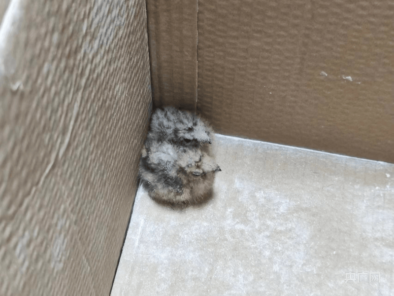 江西赣州:警民联手救治夜鹰"母子"