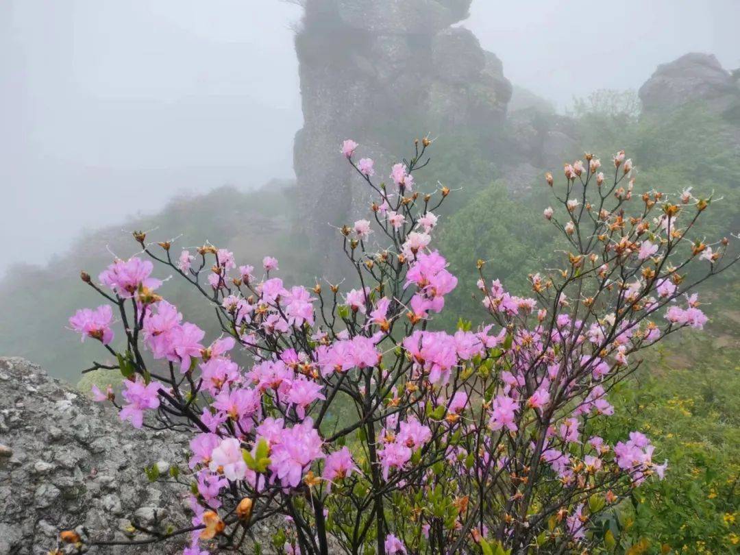 散文||又见映山红花开