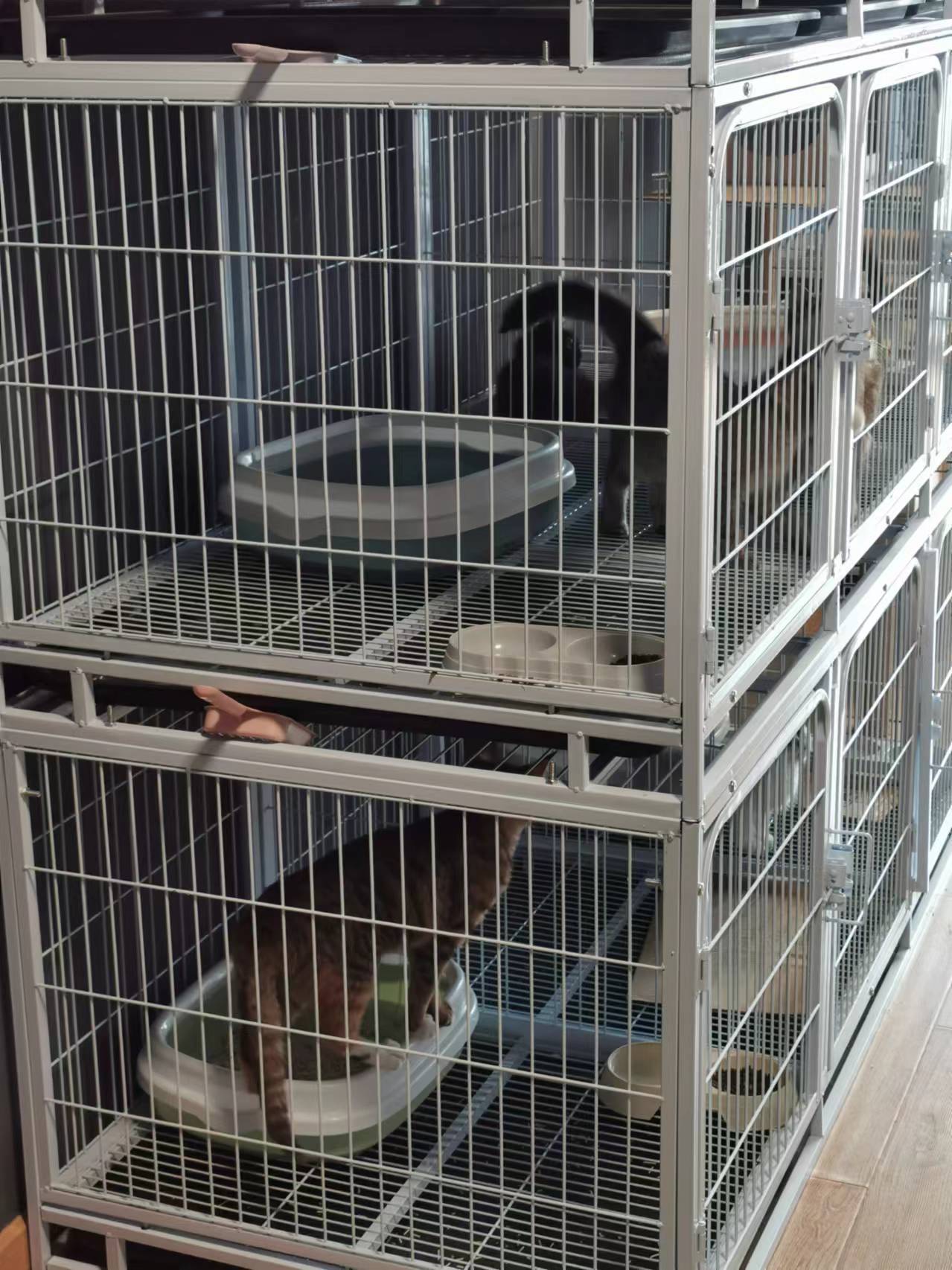 业内人士揭秘免费领养套路