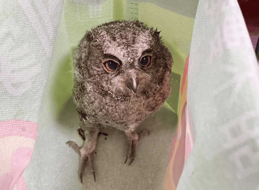 无为警民联手救助国家野生保护动物_雏鸟_雀鹰_群众