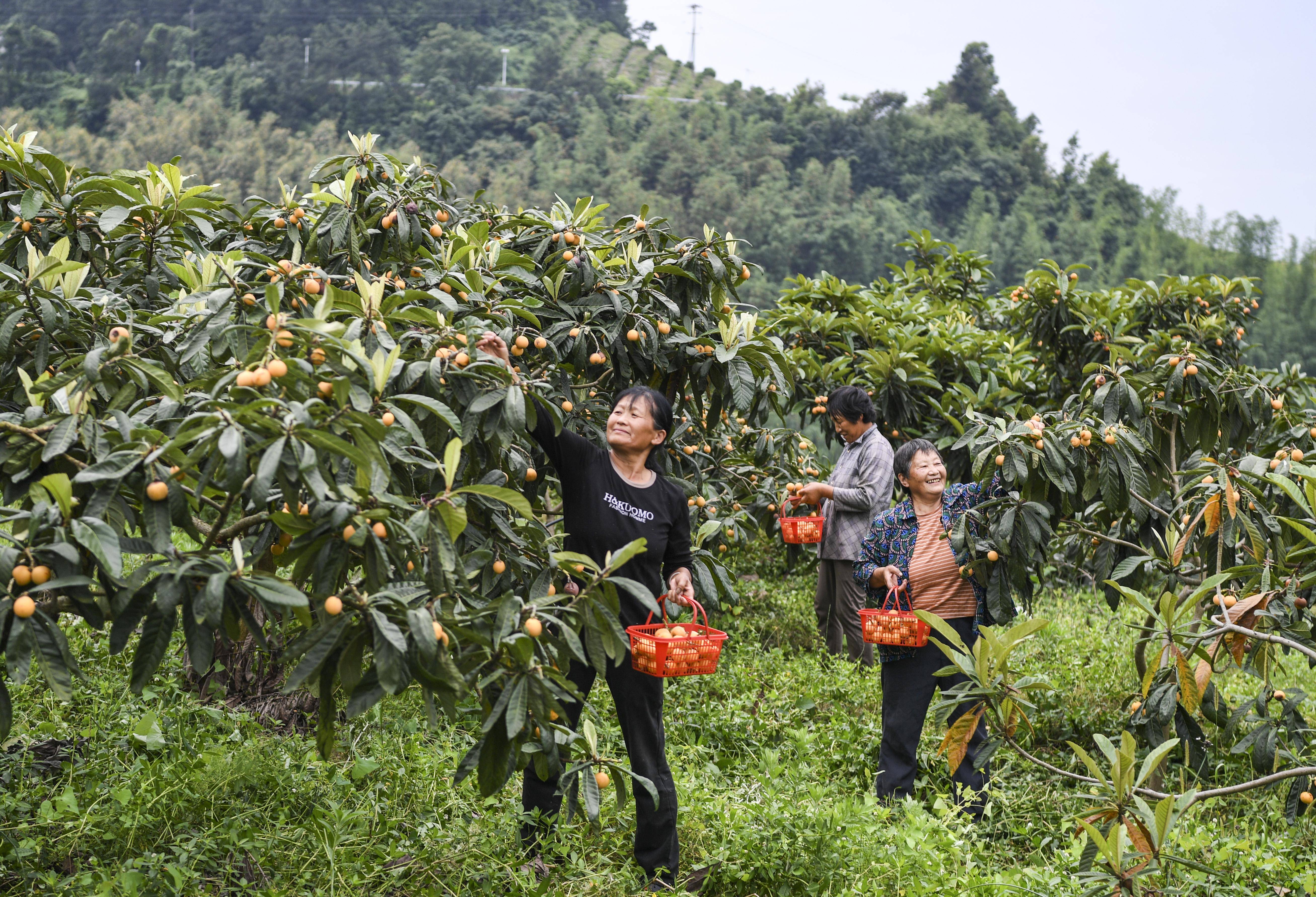 5月14日,重庆市万州区溪口乡玉竹村村民在枇杷种植基地采摘枇杷.