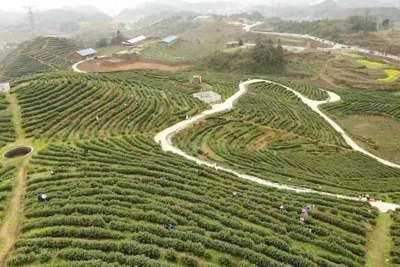 【经验】中和镇:"民族团结 "谱写和美乡村新篇章