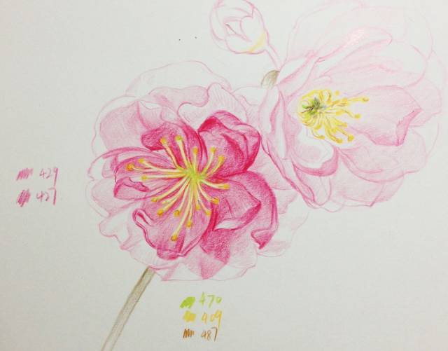 教程 | 十五分钟学会画彩铅樱花