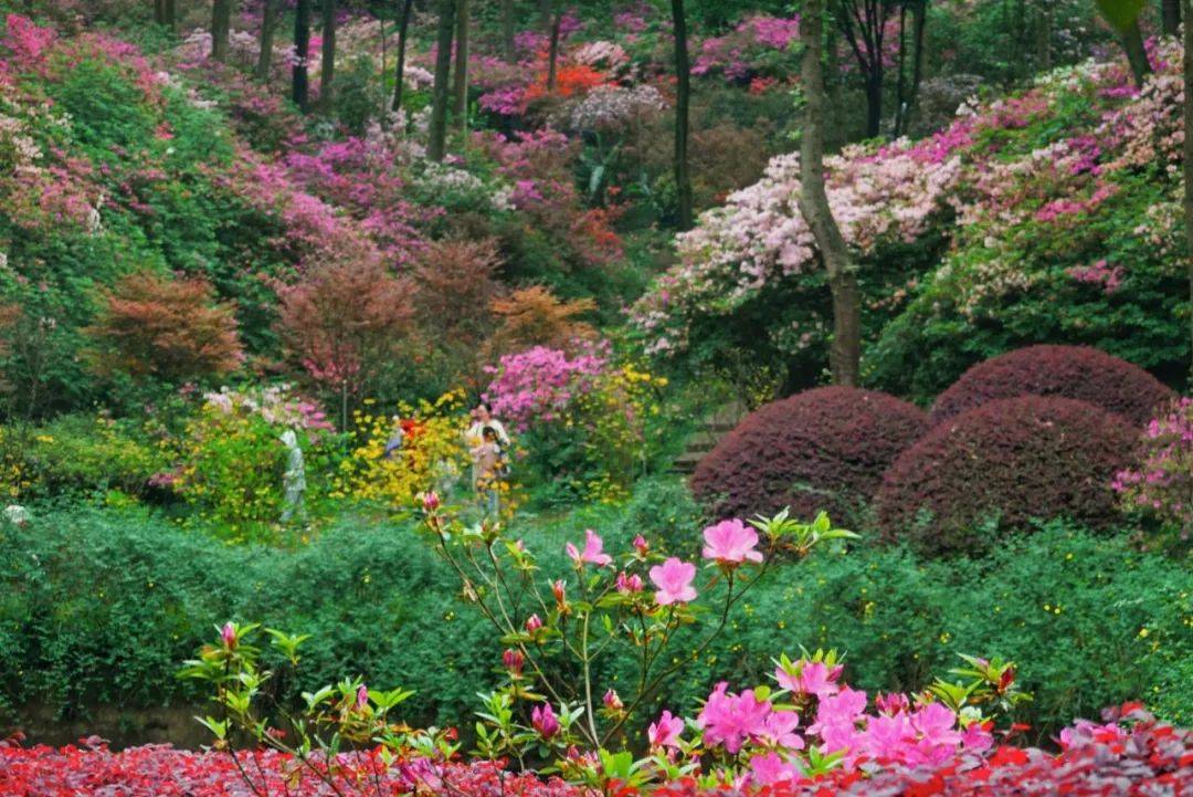 桂林可以期待一个世界级的花海吗?