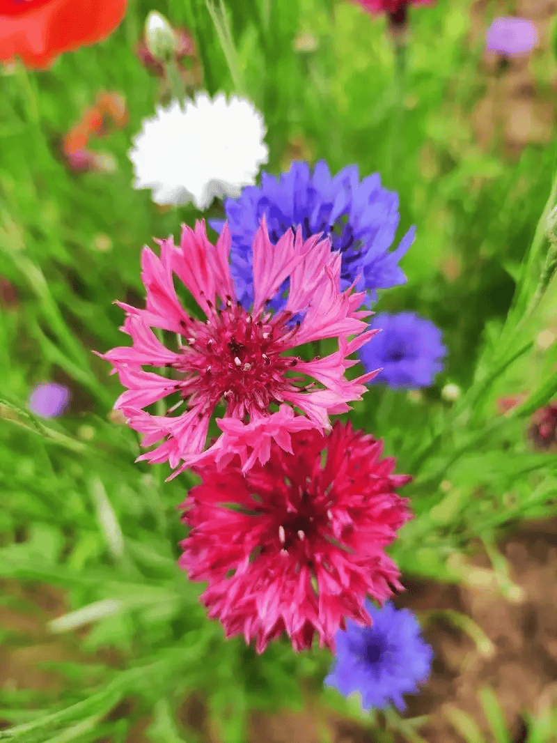 德国国花矢车菊培植方法及功效