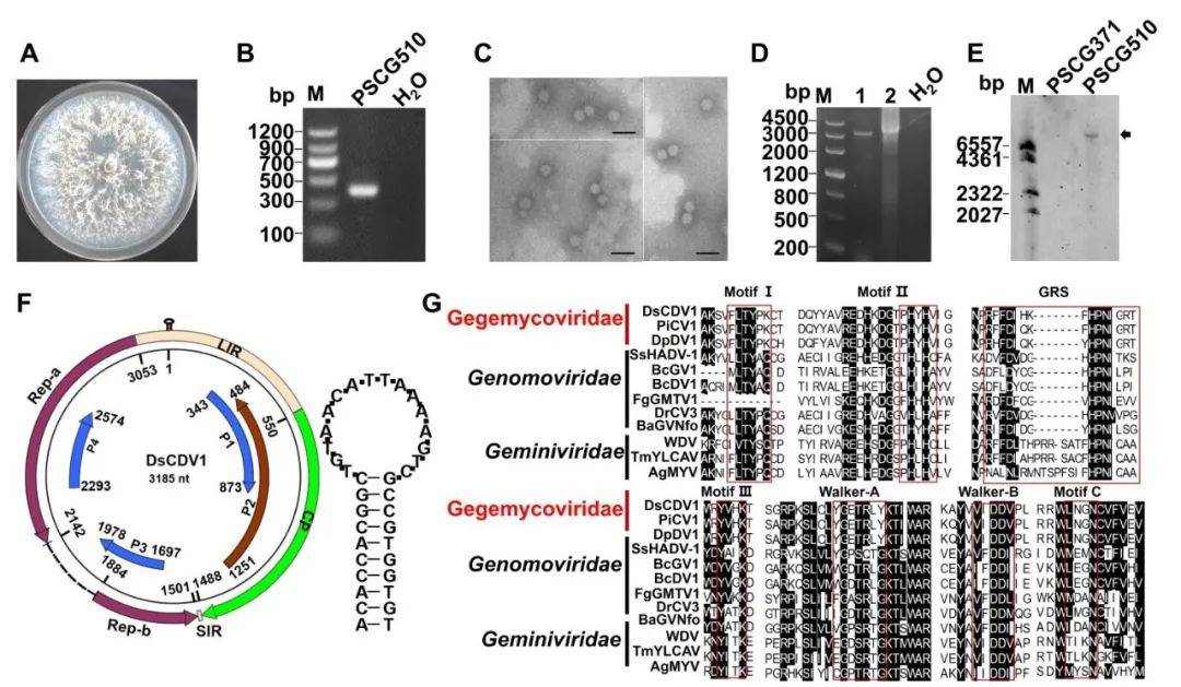 华中农业大学近期科学研究进展