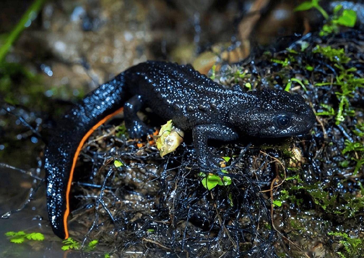 "最美家乡河"惊现"四脚怪鱼", 暗示了什么?