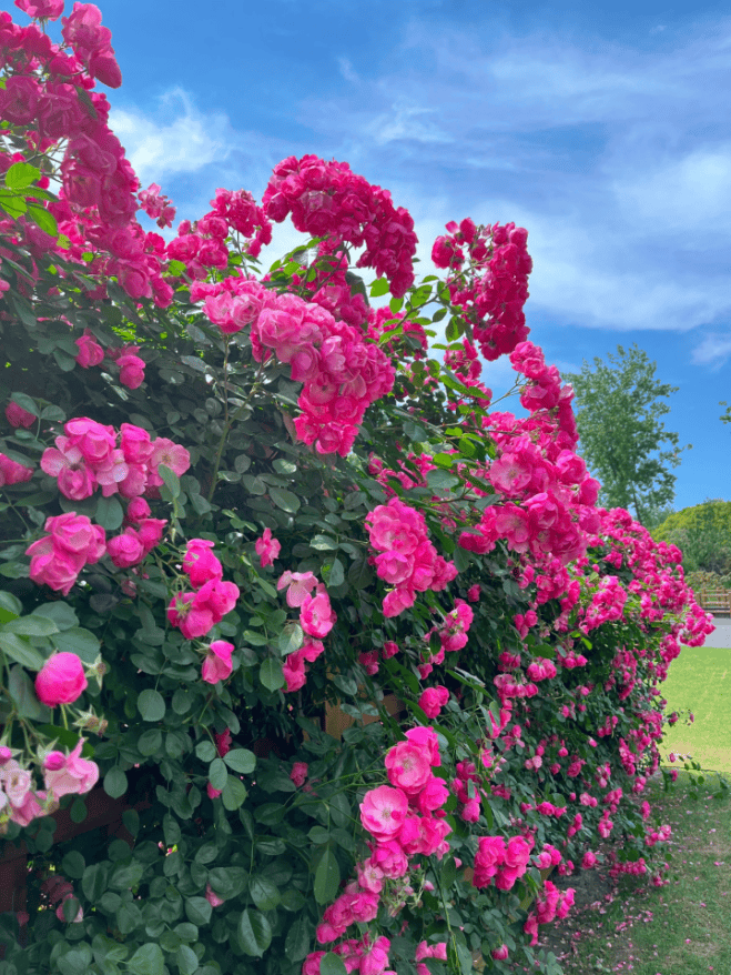 花开满墙,月季花海在五月盛放