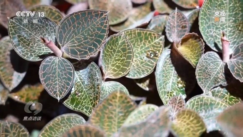 金线莲是一种中药材,也是福建地方特色食品.