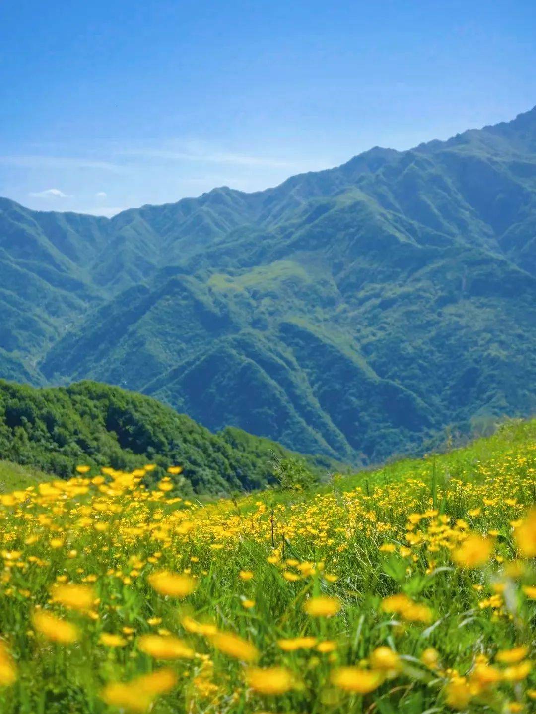 秦岭库峪草甸图片