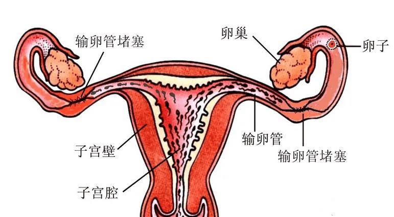 子宫输卵管超声造影:让爱情结晶不再成为遥不可及的梦想!