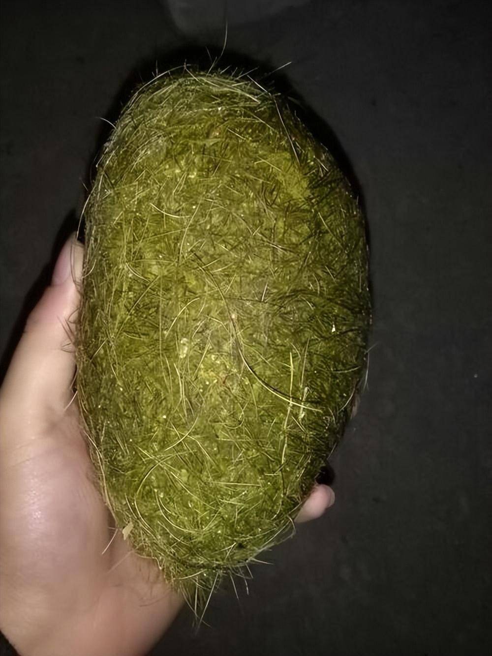 福建村民杀猪时掏出"怪蛋",通体绿毛值600万?专家:这不是猪宝