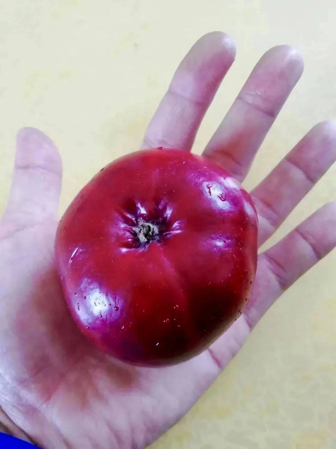 红花红叶红果果 延边这片"红色之爱"苹果园太撩人