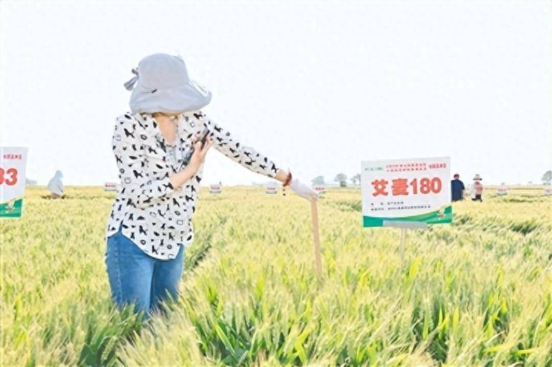 第七届黄淮麦区小麦地展博览会举行 451个小麦新品种荥阳打擂