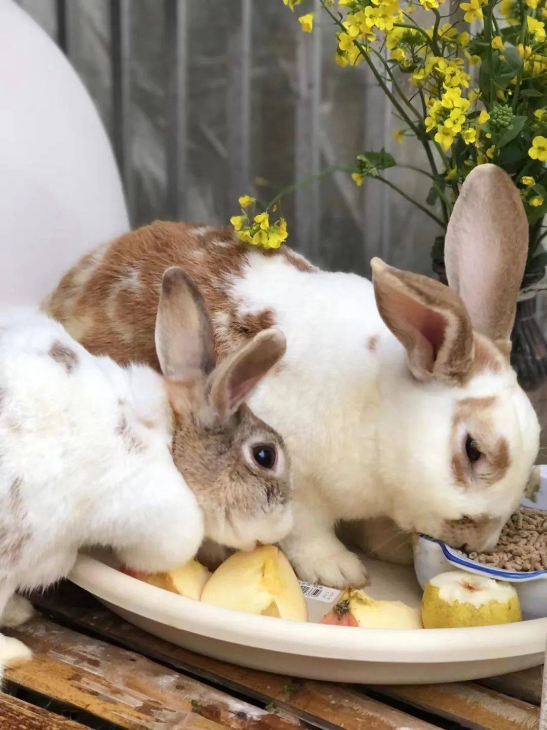 花园里也要有灵动活泼的小动物△嘉兰百合&小苍兰花园植物篇种花多年