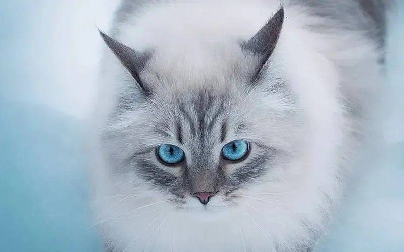 cat 是猫,lady 是女士,那 cat lady 是什么意思?