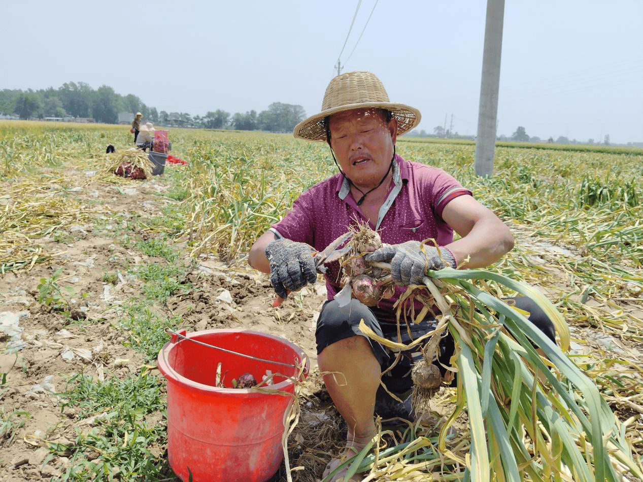 蒜香飘远,幸福满仓.