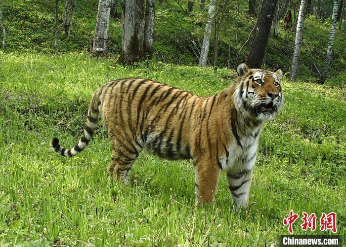 中国野生东北虎豹种群数量增长到150只左右