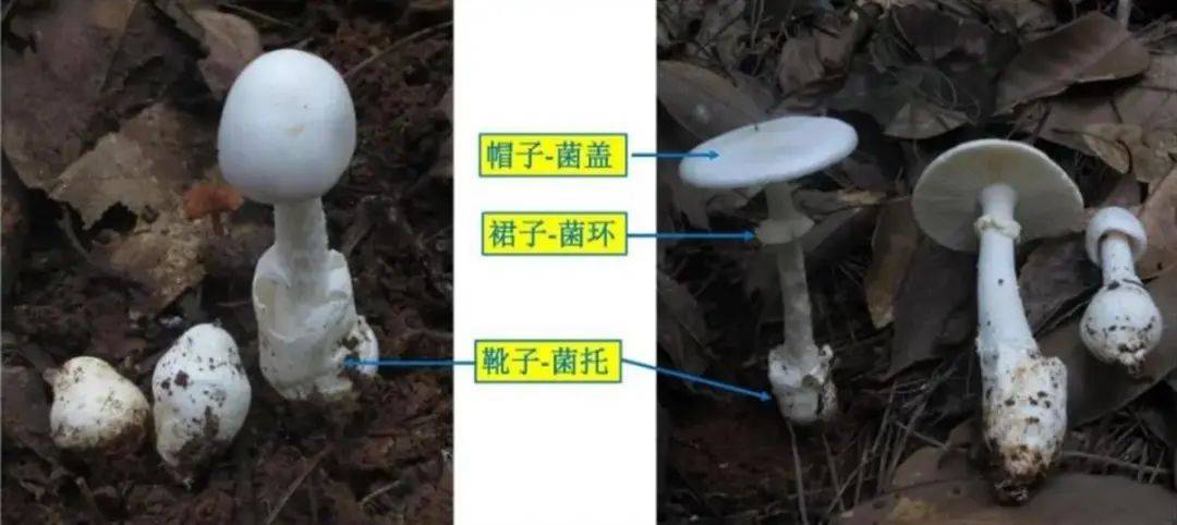 8假褐云斑鹅膏危害地区:广西,江西损害类型:急性肾衰竭型(剧毒)识别