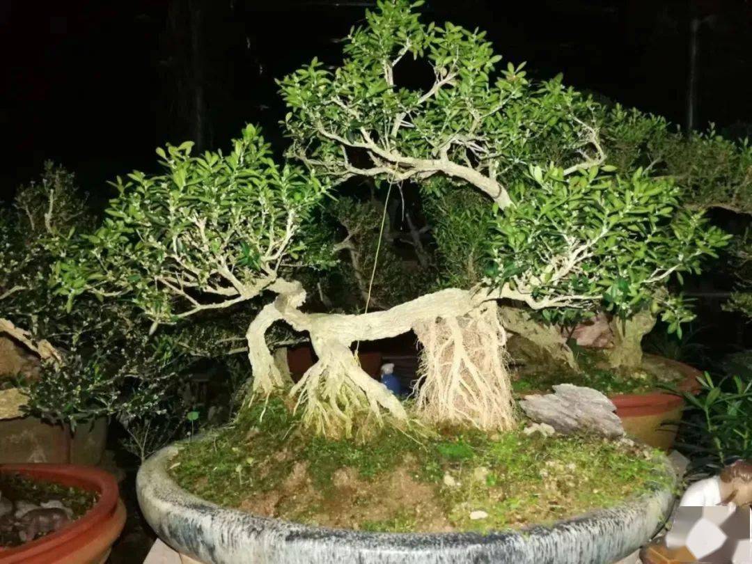 【万川情缘】品茶赏景 吟诗作赋_poetry_黄杨_盆景