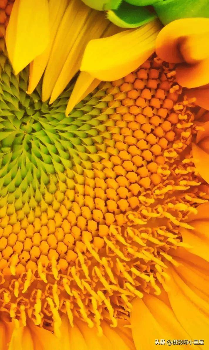 向日葵拍照指南,这么拍就对了!0元秒出大片