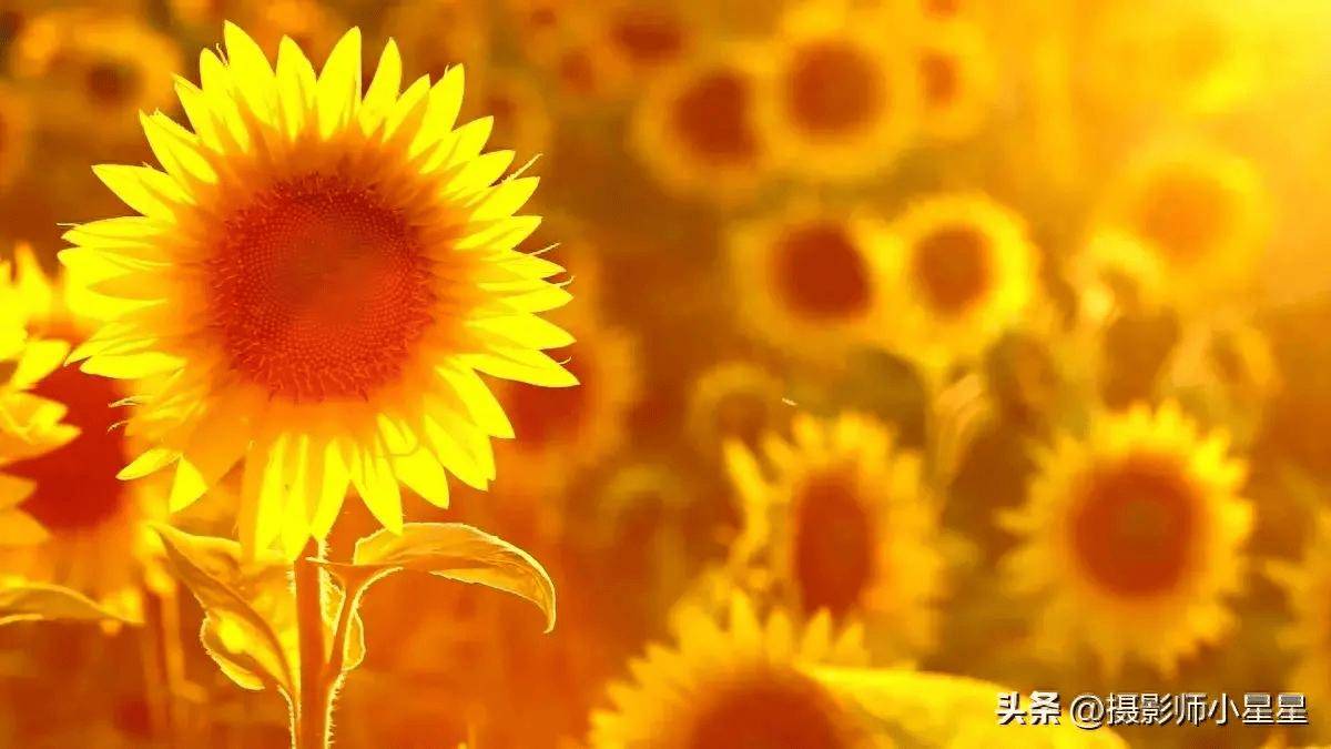 作品描述：《逸趣》（Small Pleasures），1913年| The Guggenheim Museums and Foundation, image size:1200x675