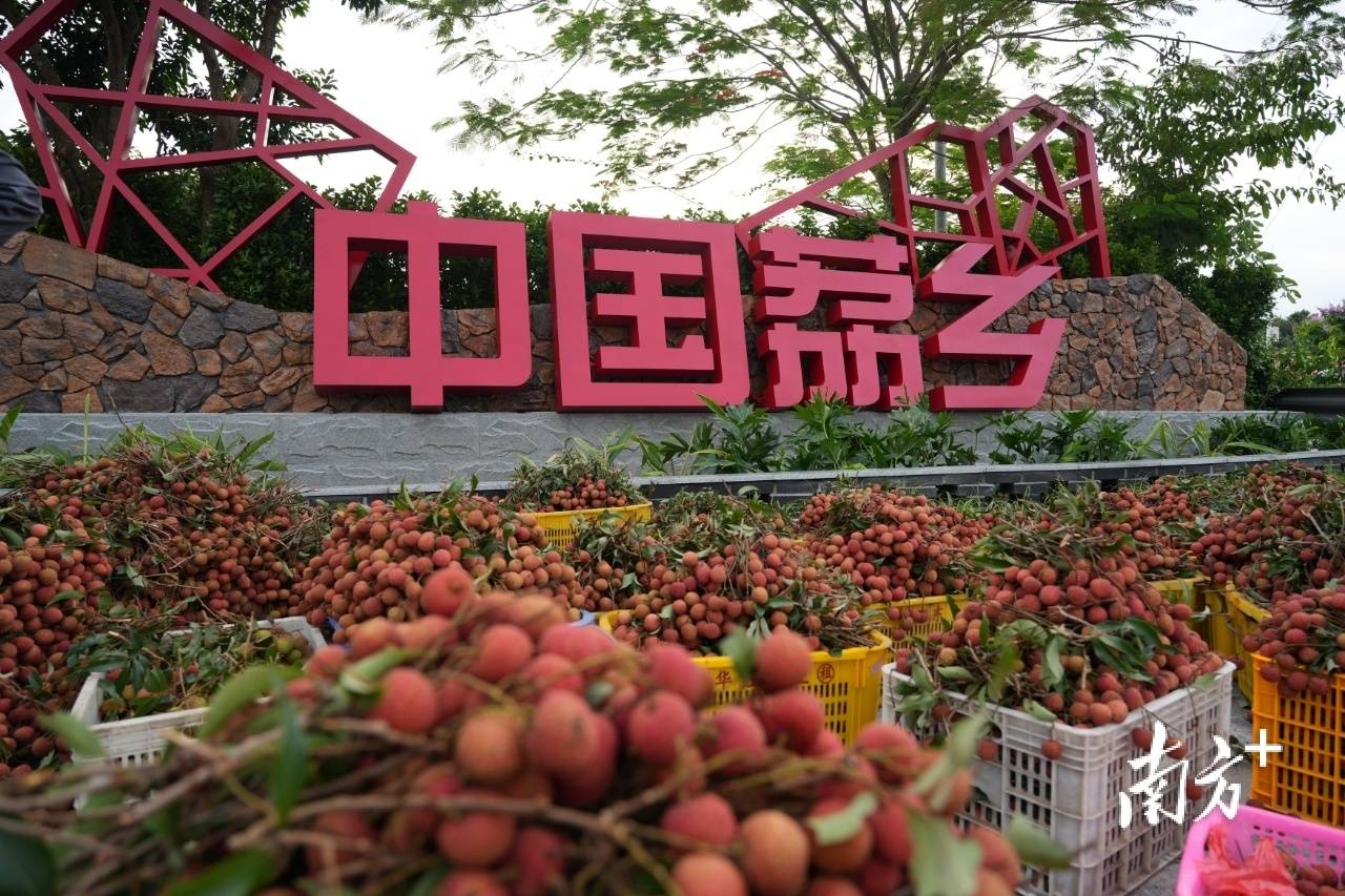 南方日报报道|荔枝之乡 向新而行_茂名_保鲜_产业