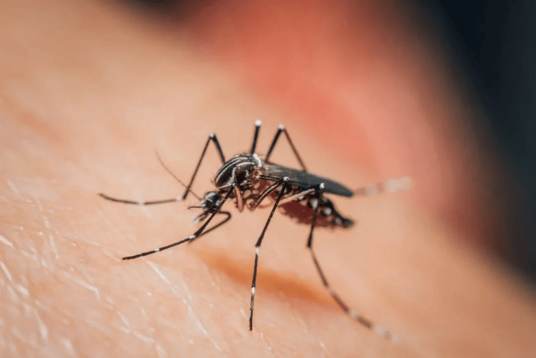 涉及广州这18个镇街→_幼虫_密度_伊蚊