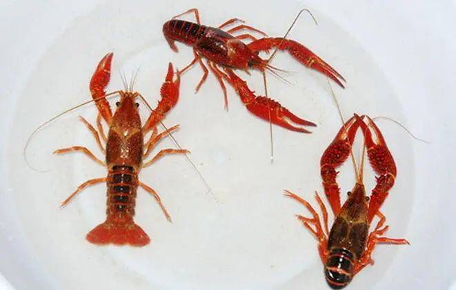 "夜宵顶流"小龙虾价格跌到个位数!但一定要注意