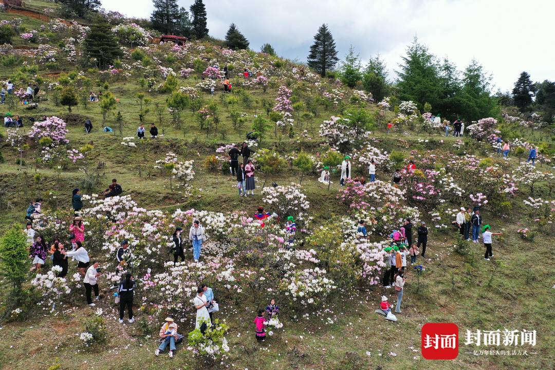 四川凉山金阳县10万亩索玛花进入盛花期丨图集