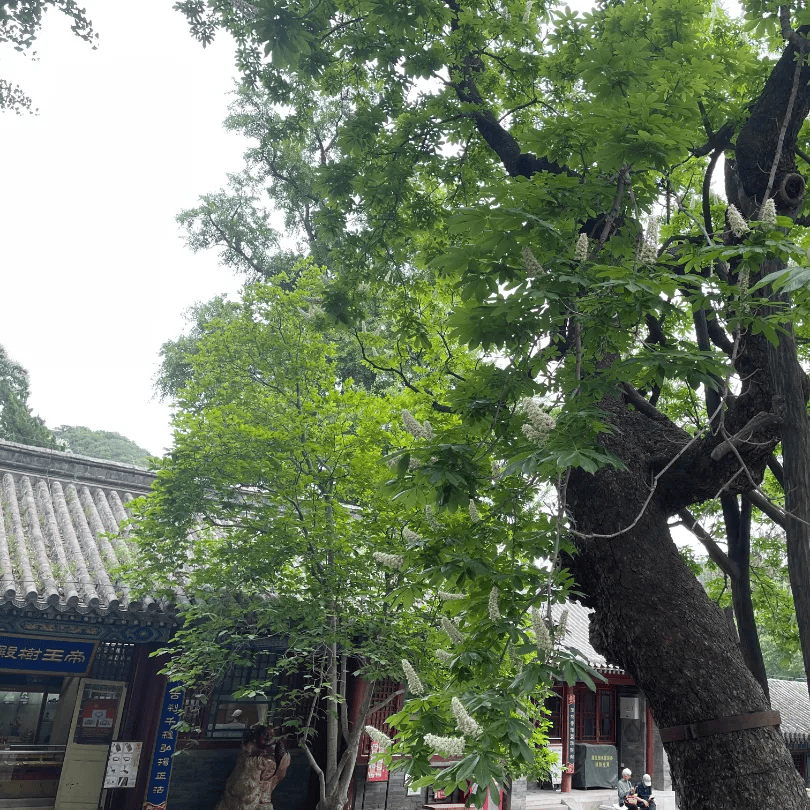 门头沟潭柘寺枪击案图片