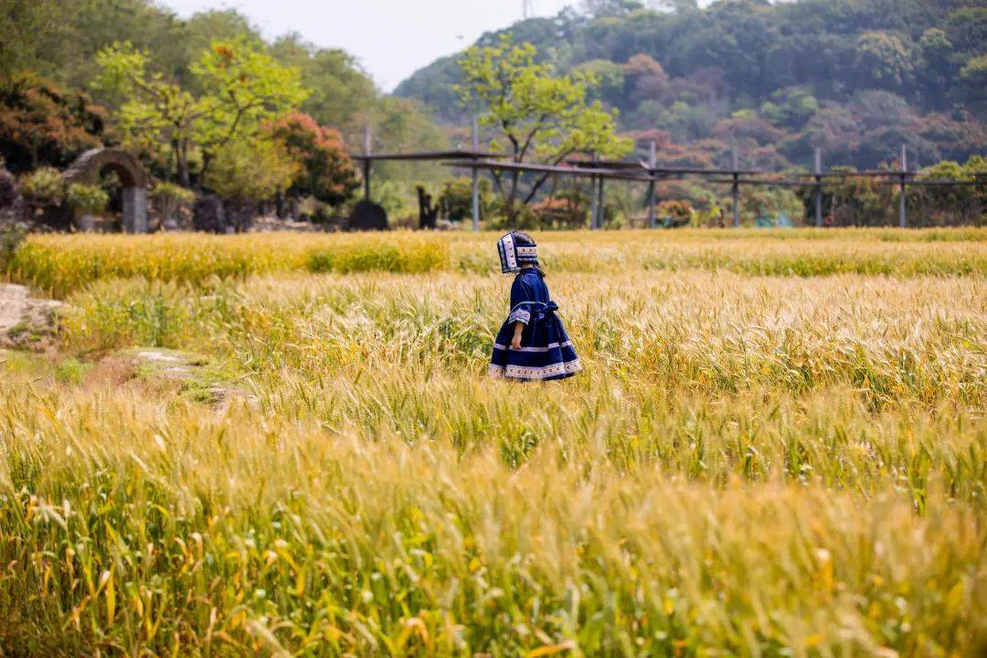 节气丨小满:晴日暖风生麦气,绿阴幽草胜花时
