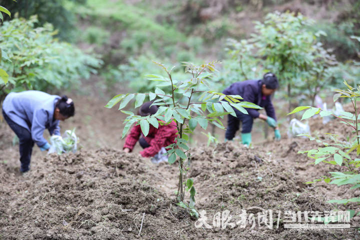 绥阳:30余万亩金"药"匙打开致富门_种植_发展_中药材