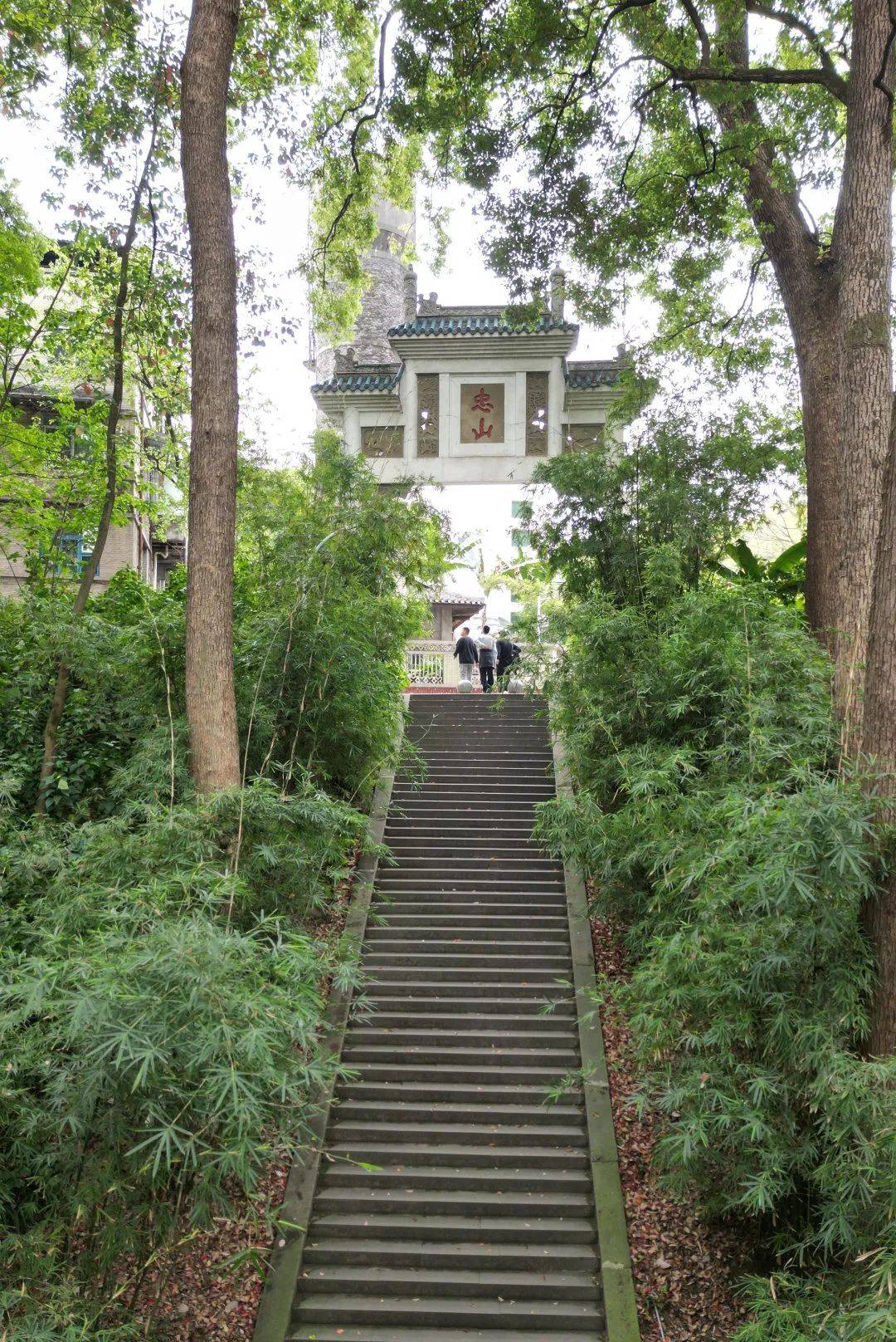 西南医大专属!樟树林下的无尽诗意