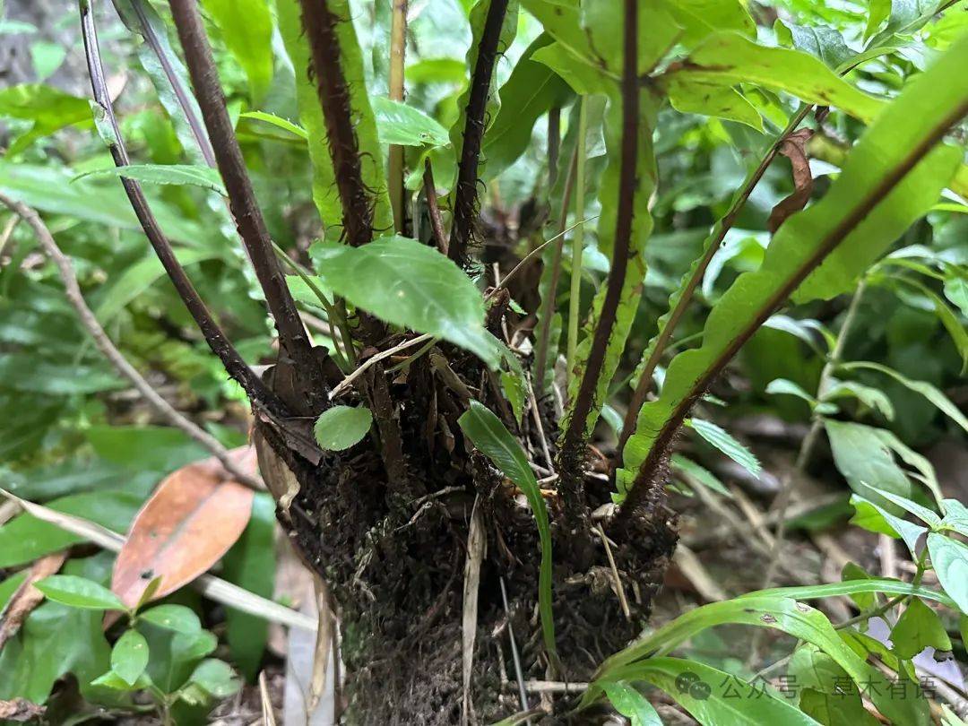 下延三叉蕨_仙湖植物园_阴生园_小伙伴