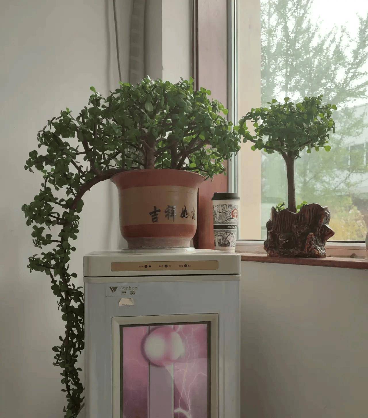 5,6月,要"富养"金枝玉叶,用"4句口诀",60天开"富贵花"