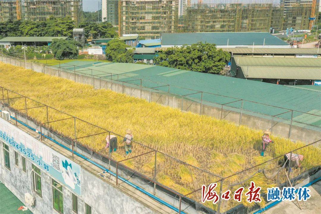 海南农业广场探索立体农业发展模式 楼顶种稻又养鱼 "空中田园"迎丰收