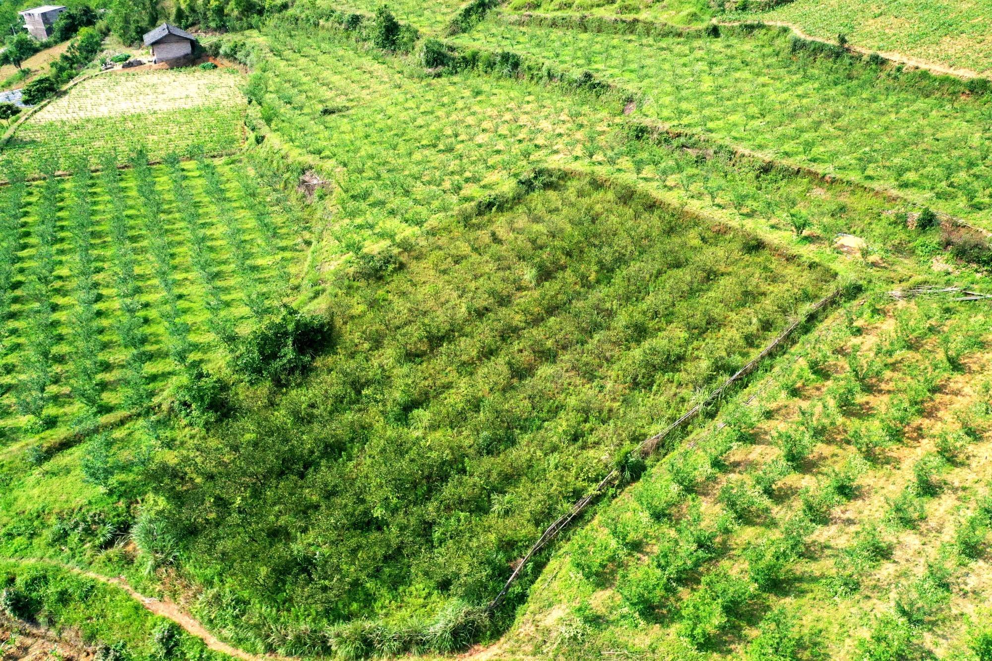 花椒树种植图片