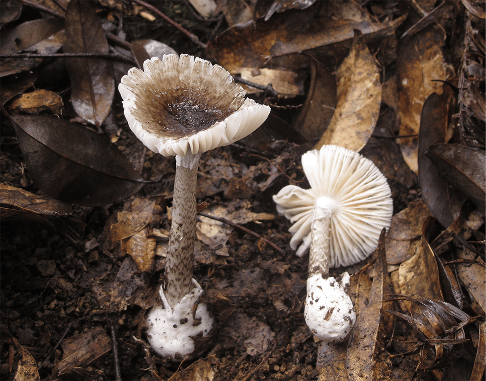 不采!不买!不要吃!